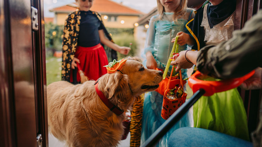 Have a Happy Halloween Without Scaring Your Budget